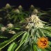 Blue Cheese - Barney's Farm